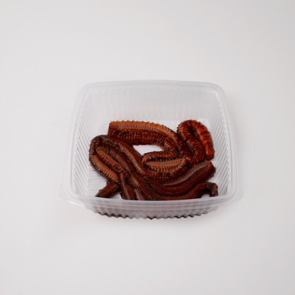 Verme di Rimini congelato 2