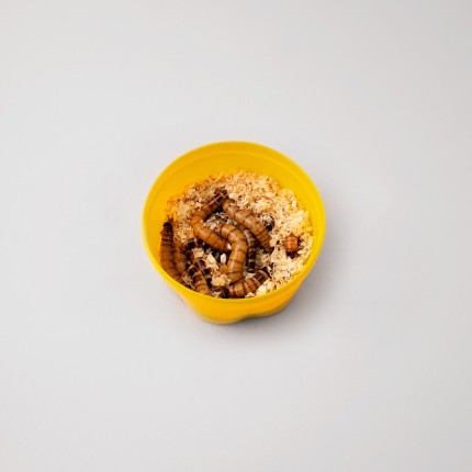 Kaimano 2